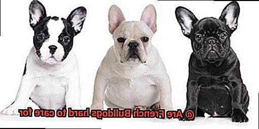 Are French Bulldogs hard to care for-6