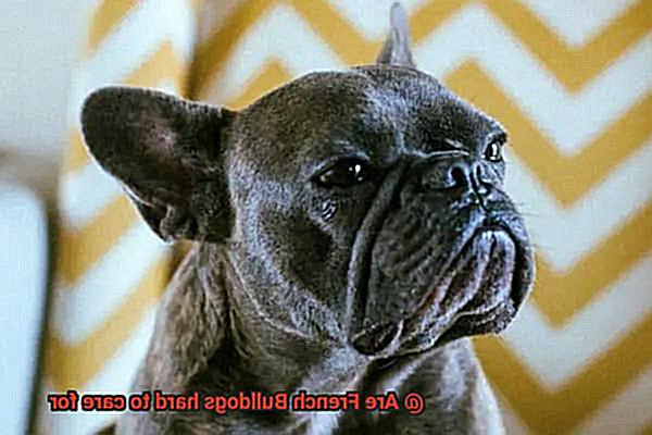 Are French Bulldogs hard to care for-3