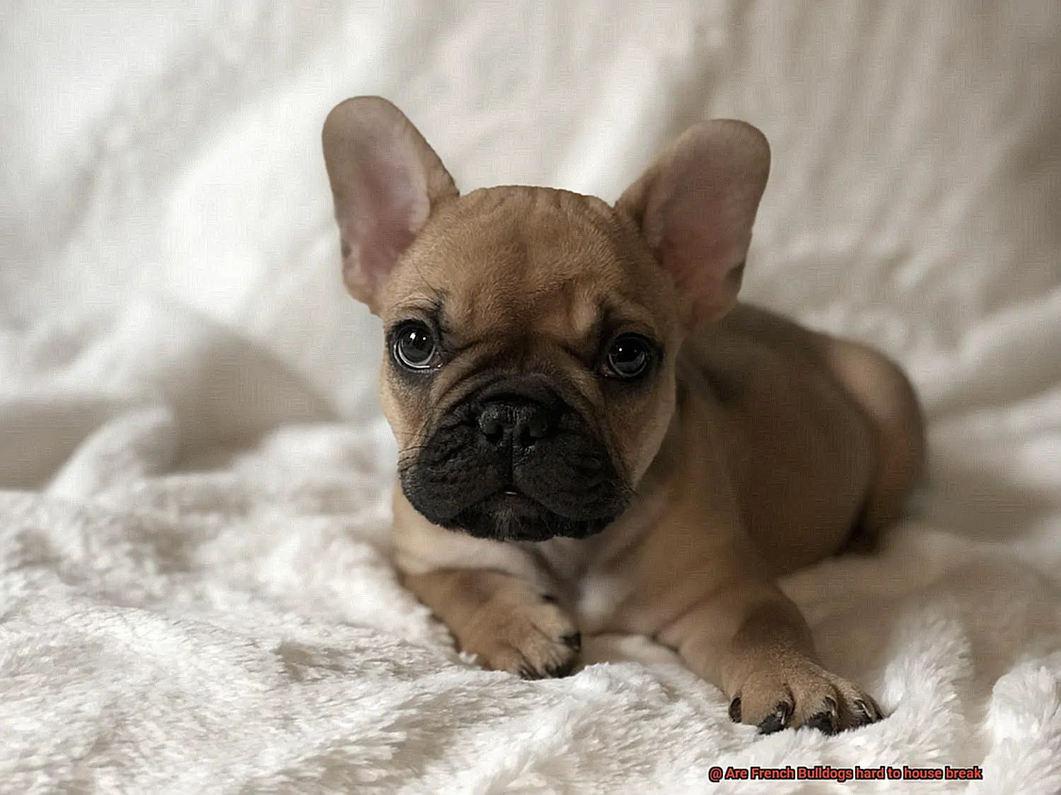 Are French Bulldogs hard to house break-12