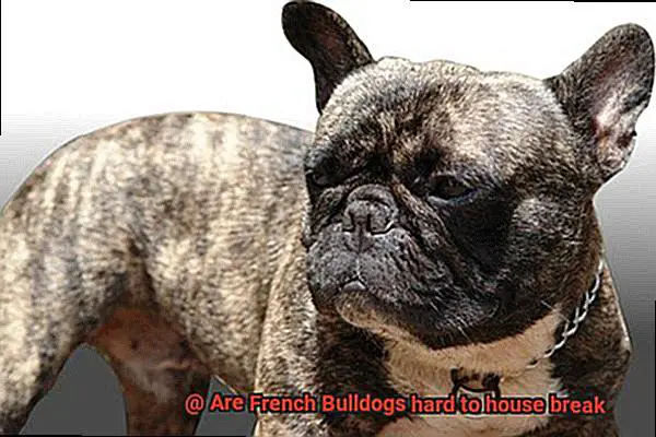Are French Bulldogs hard to house break-9