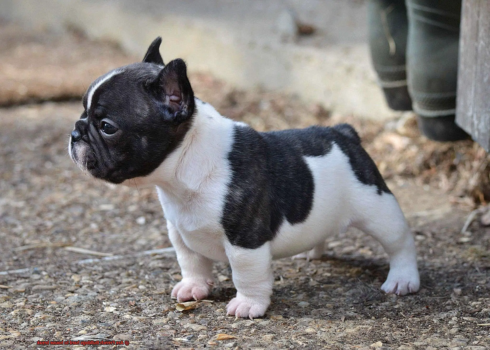 Are French Bulldogs hard to house break-7