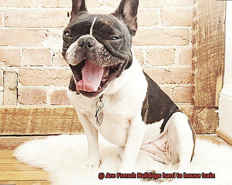 Are French Bulldogs hard to house train-4
