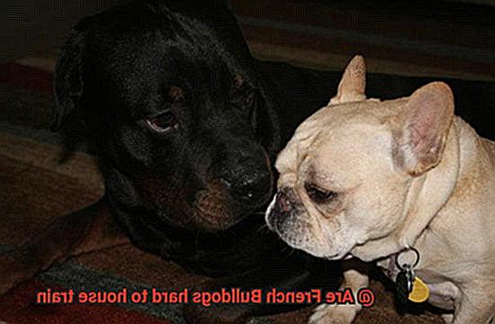 Are French Bulldogs hard to house train-3