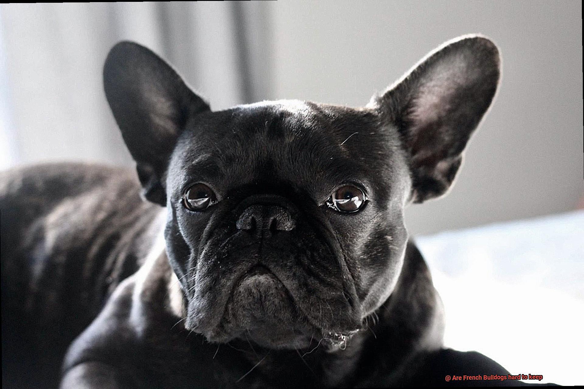 Are French Bulldogs hard to keep-3
