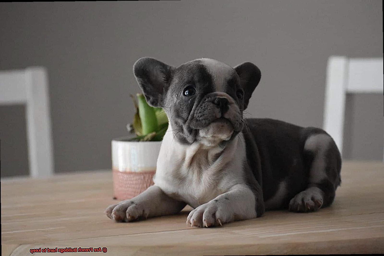 Are French Bulldogs hard to keep-5