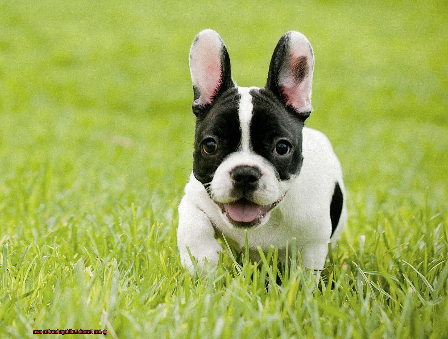 Are French Bulldogs hard to own-2