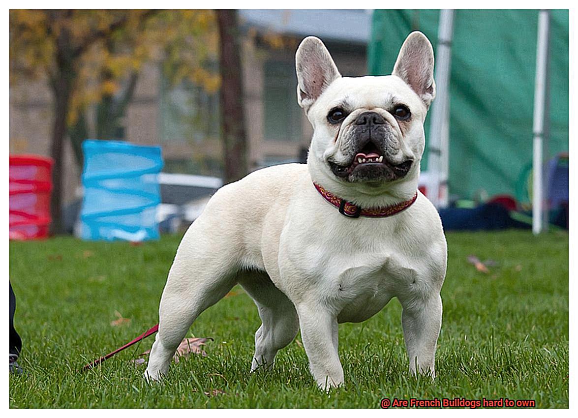 Are French Bulldogs hard to own-5