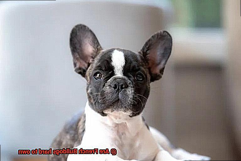 Are French Bulldogs hard to own-6