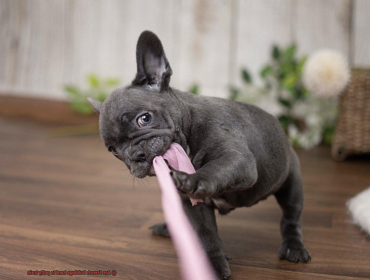 Are French Bulldogs hard to potty train-3