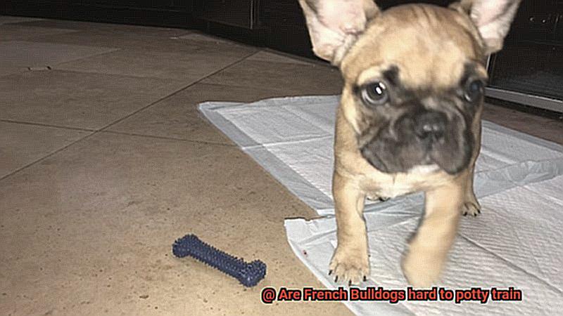 Are French Bulldogs hard to potty train-7