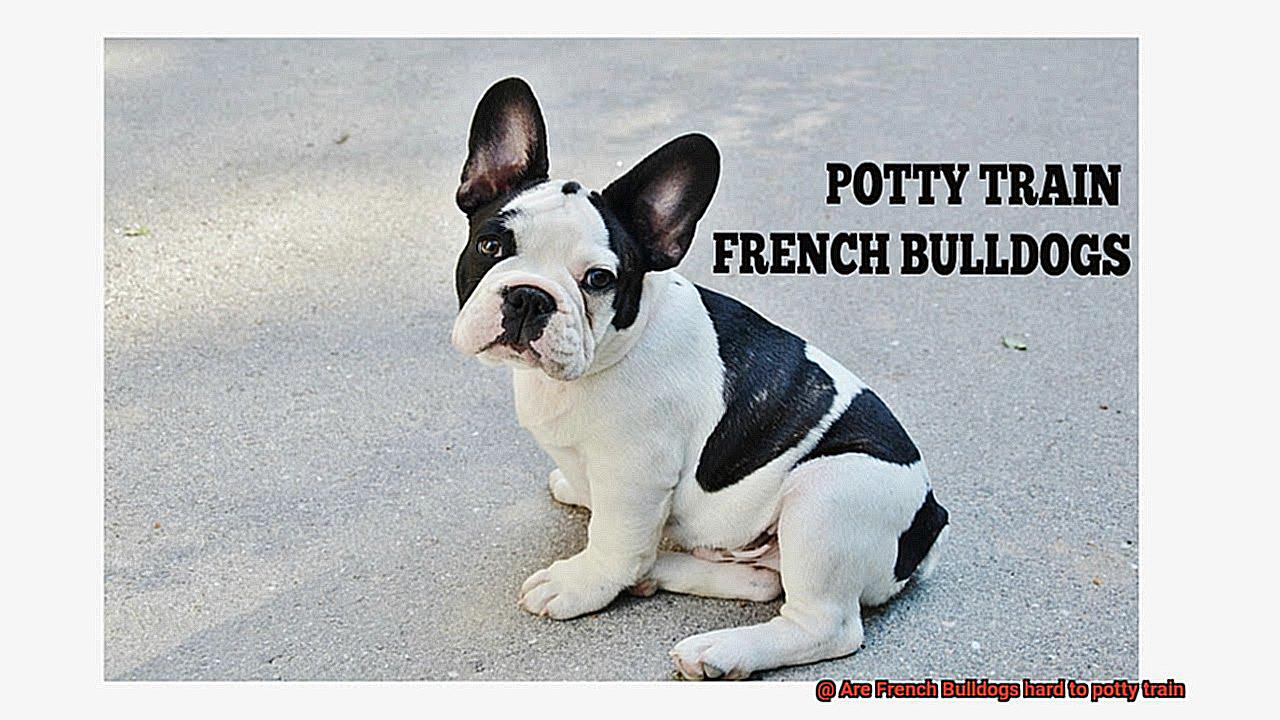 Are French Bulldogs hard to potty train-6