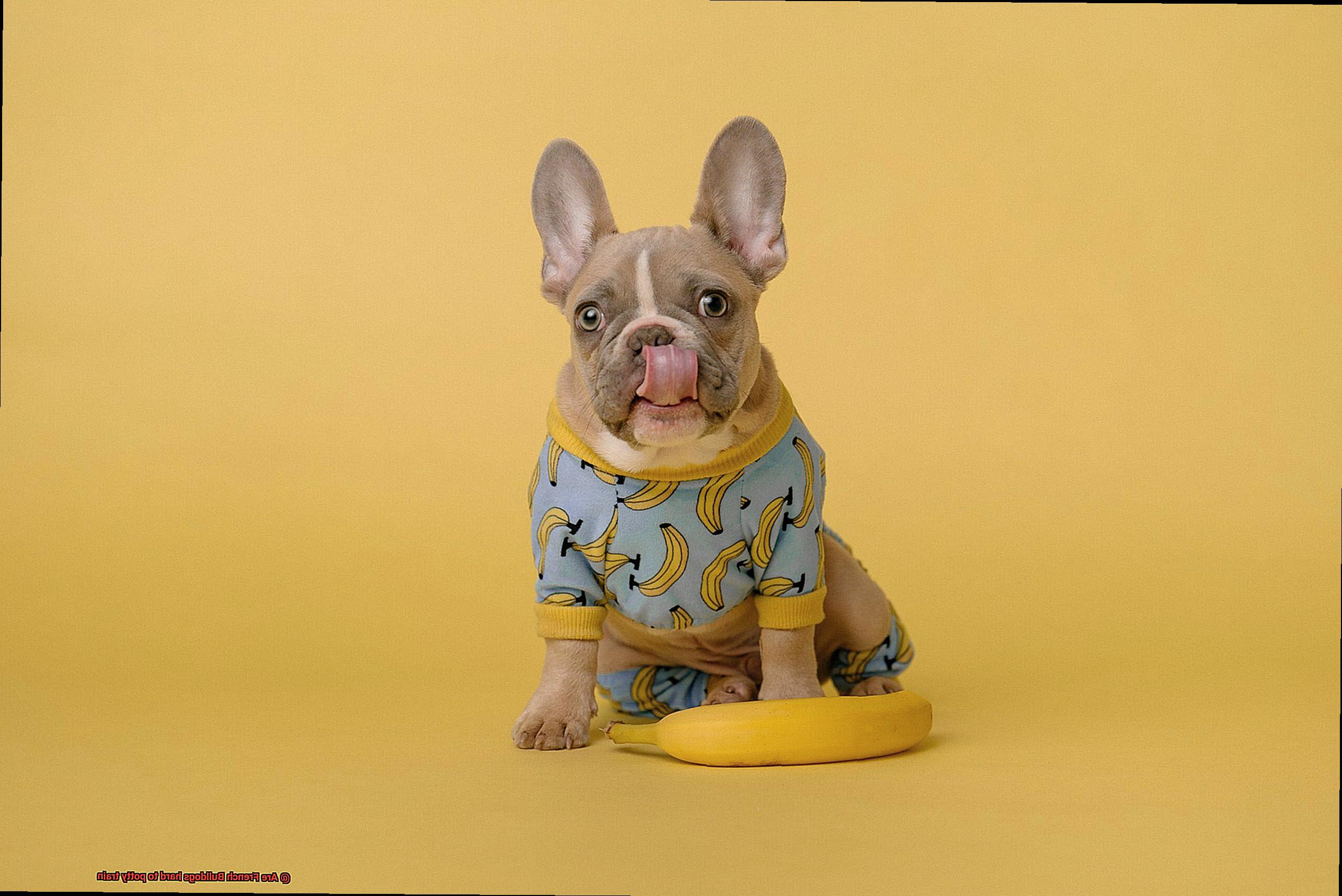 Are French Bulldogs hard to potty train-2