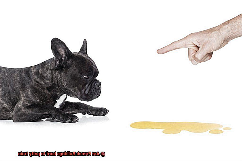 Are French Bulldogs hard to potty train-4