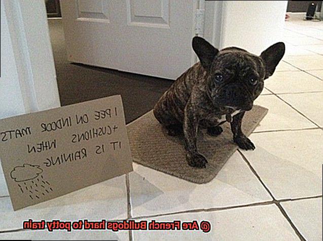 Are French Bulldogs hard to potty train-8