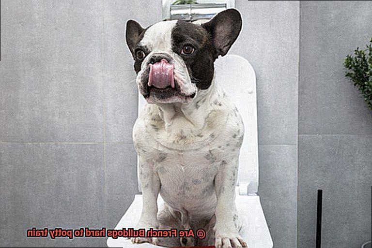 Are French Bulldogs hard to potty train-5