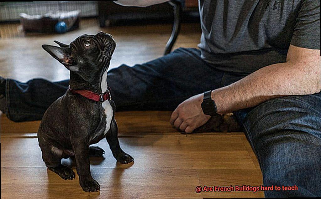 Are French Bulldogs hard to teach-7