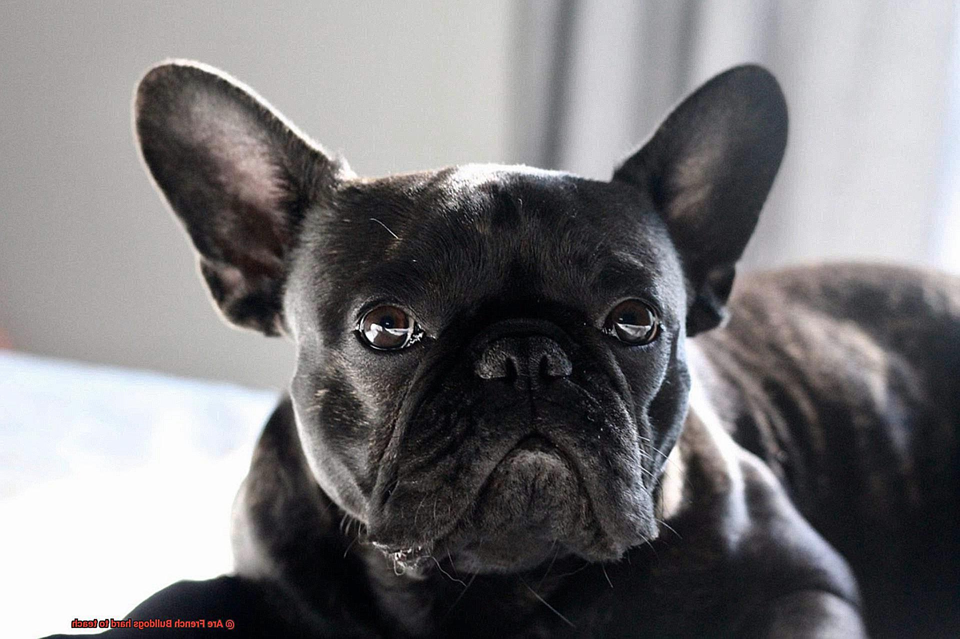 Are French Bulldogs hard to teach-8