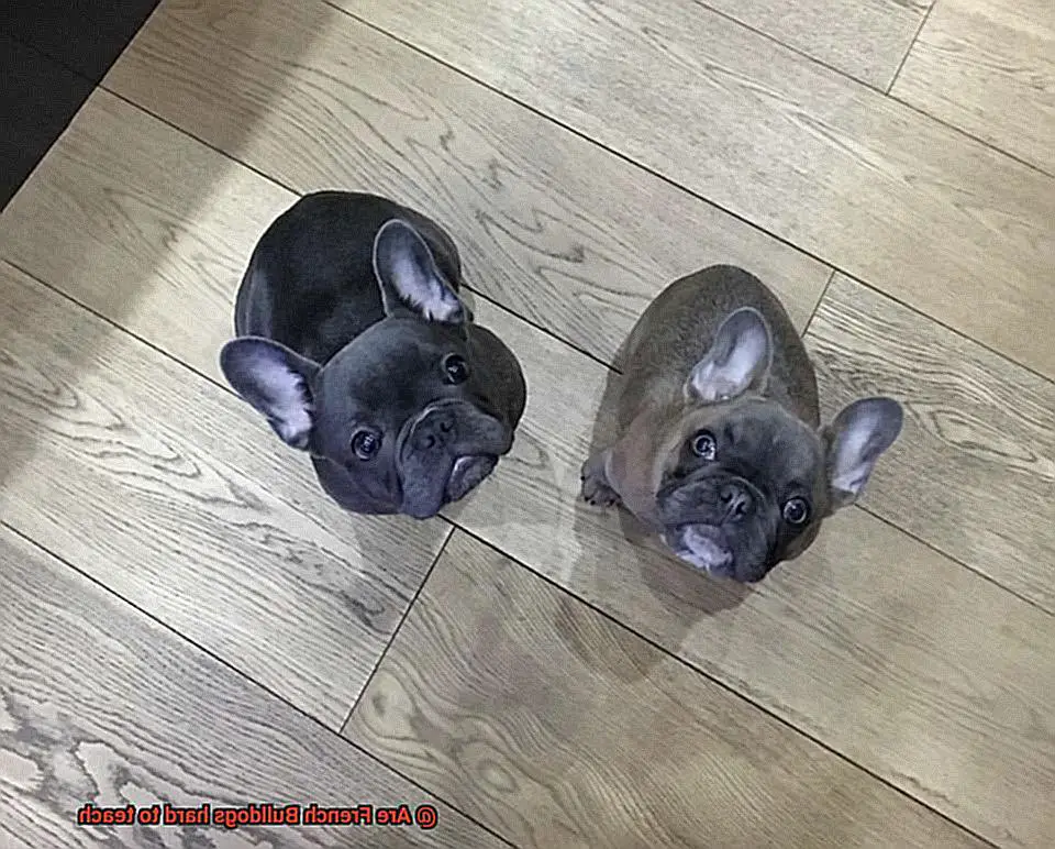 Are French Bulldogs hard to teach-11