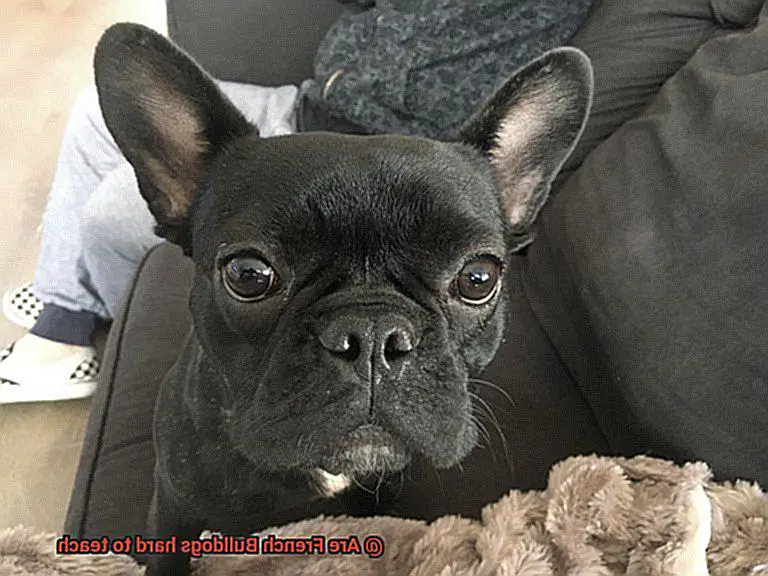 Are French Bulldogs hard to teach-13