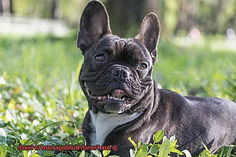 Are French Bulldogs hard to teach-10