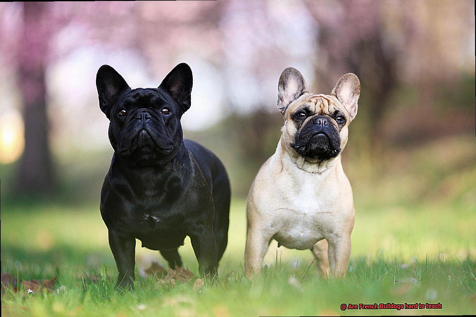 Are French Bulldogs hard to teach-4