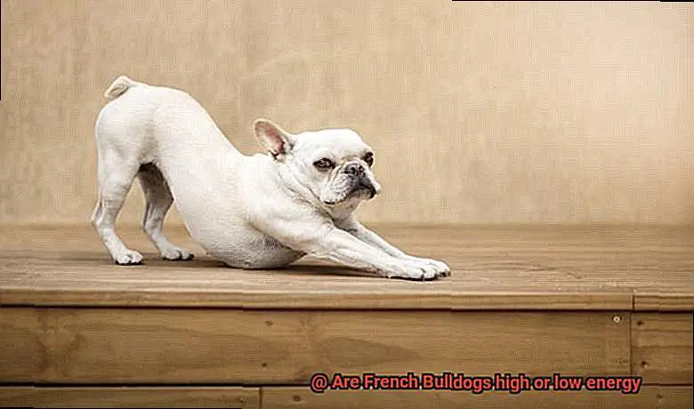 Are French Bulldogs high or low energy-4
