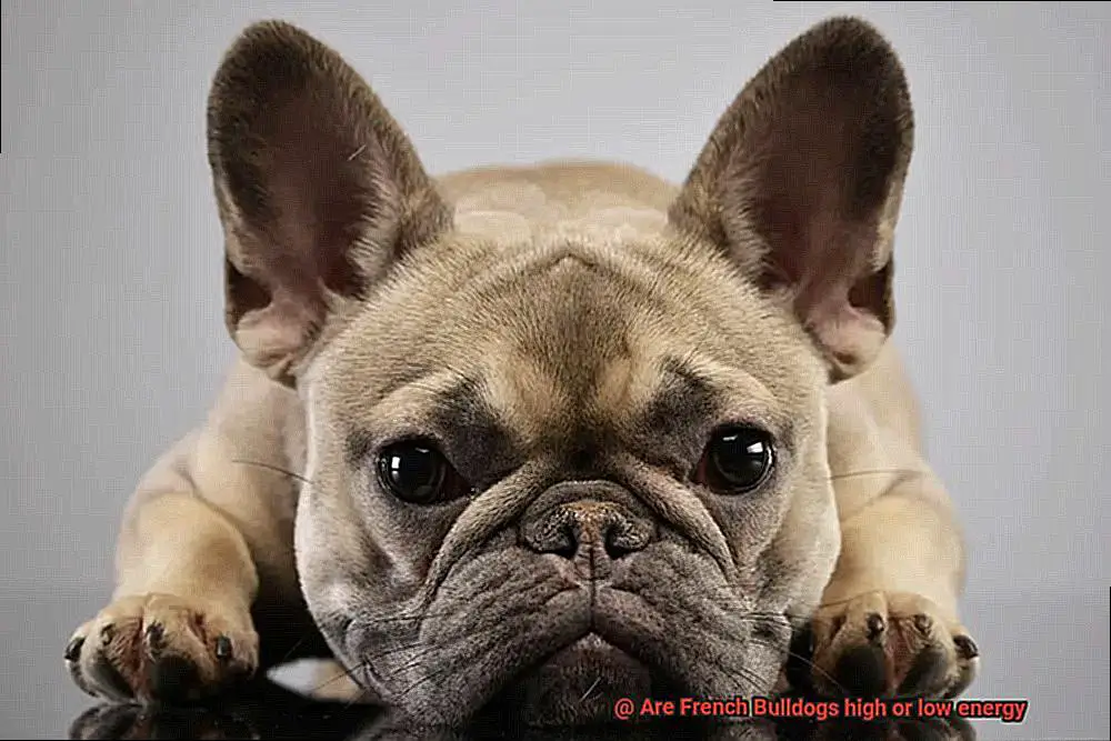 Are French Bulldogs high or low energy-12