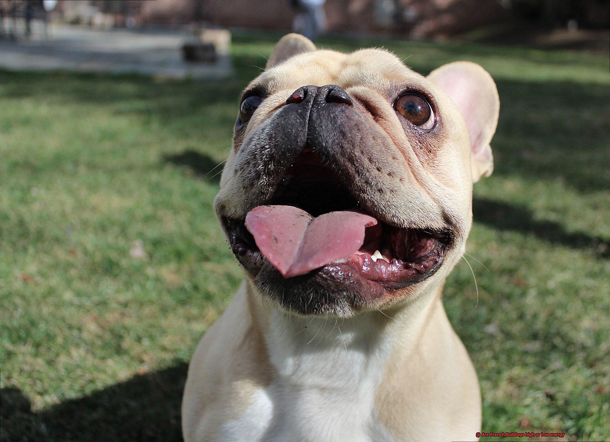 Are French Bulldogs high or low energy-5