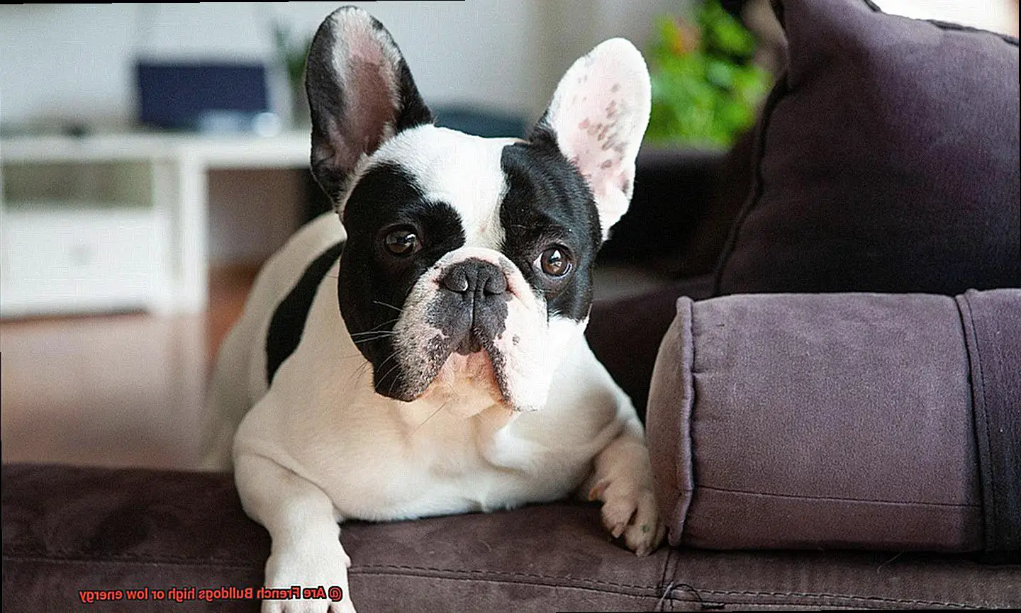 Are French Bulldogs high or low energy-9