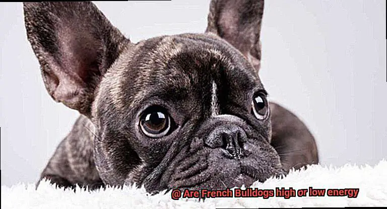 Are French Bulldogs high or low energy-3