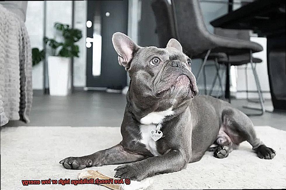 Are French Bulldogs high or low energy-6