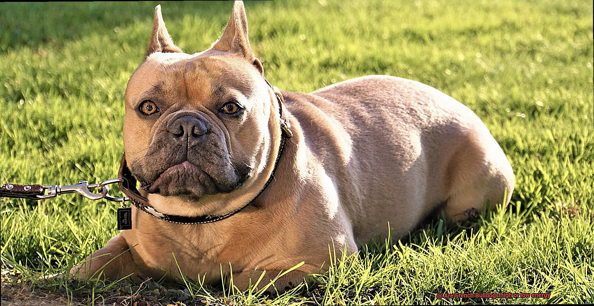 Are French Bulldogs high or low energy-8