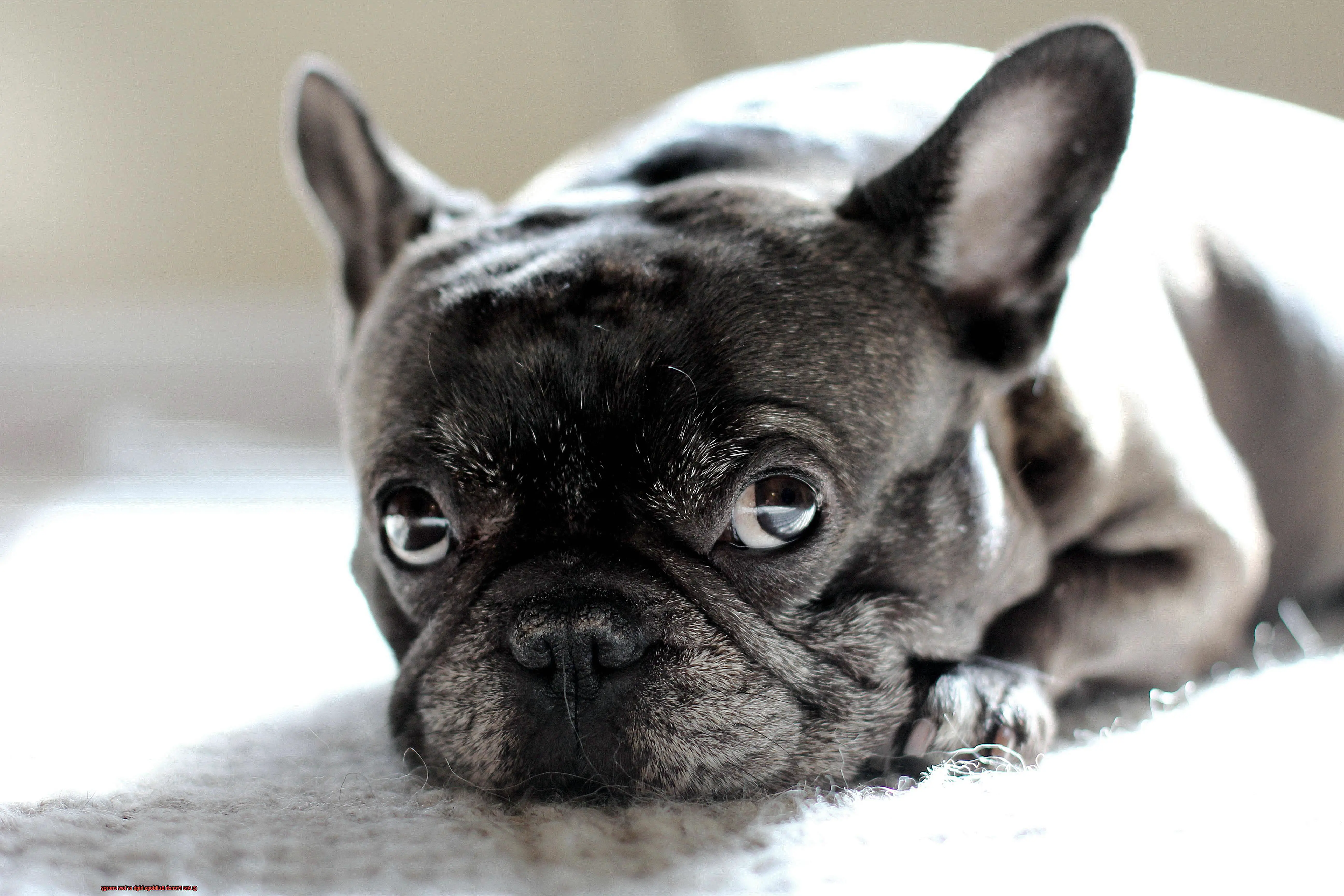 Are French Bulldogs high or low energy-10