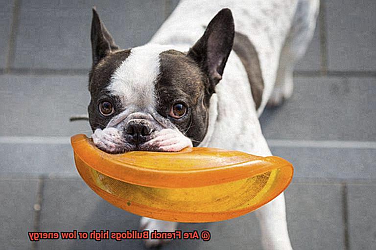 Are French Bulldogs high or low energy-2