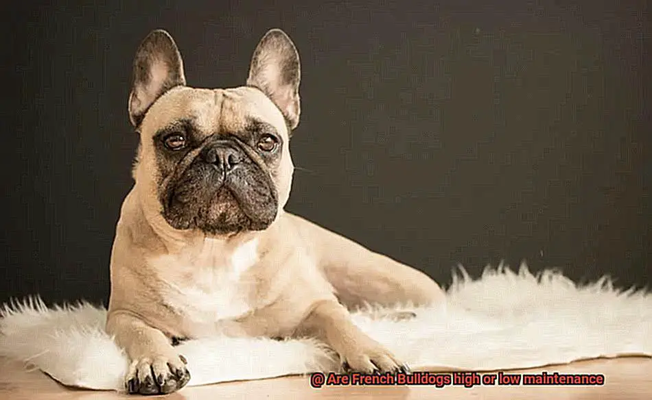 Are French Bulldogs high or low maintenance-3