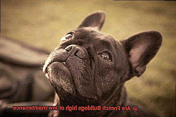Are French Bulldogs high or low maintenance-4