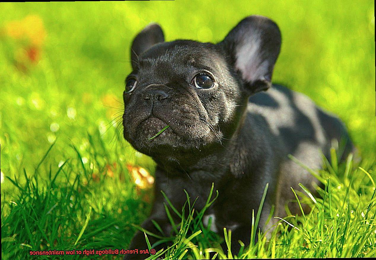 Are French Bulldogs high or low maintenance-9
