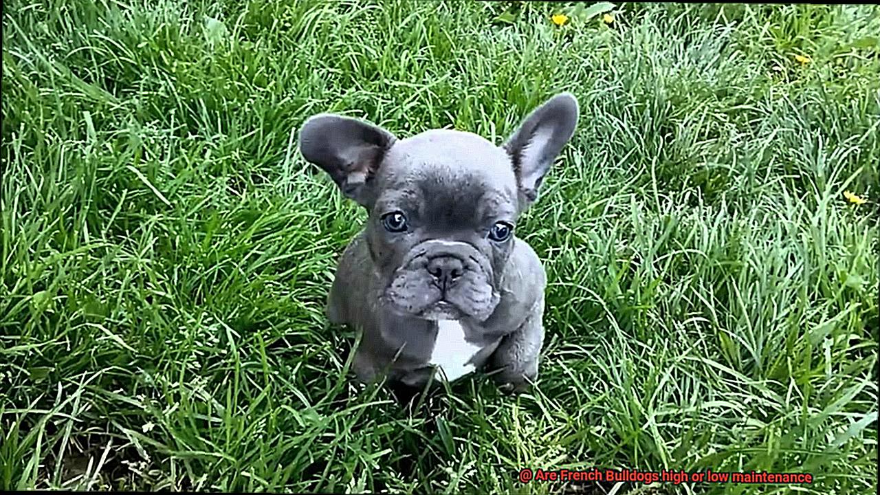 Are French Bulldogs high or low maintenance-6