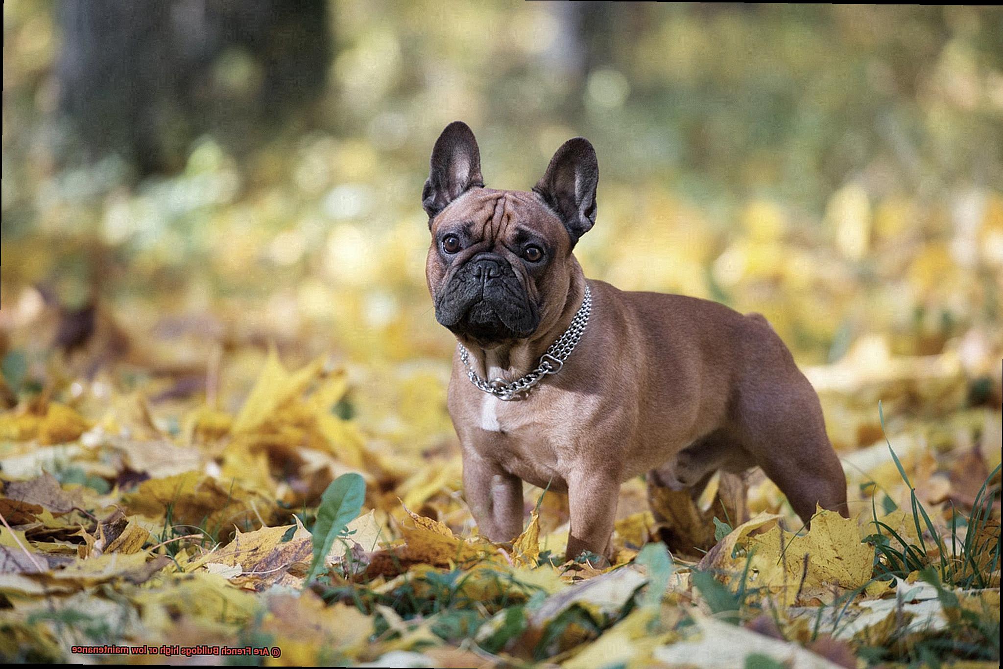 Are French Bulldogs high or low maintenance-8