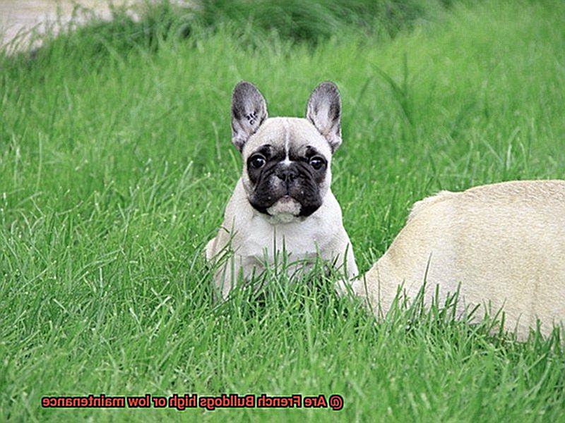 Are French Bulldogs high or low maintenance-10