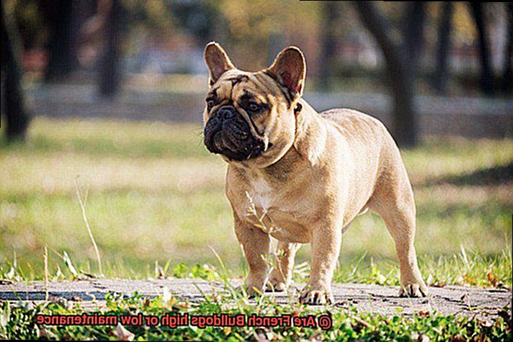 Are French Bulldogs high or low maintenance-5