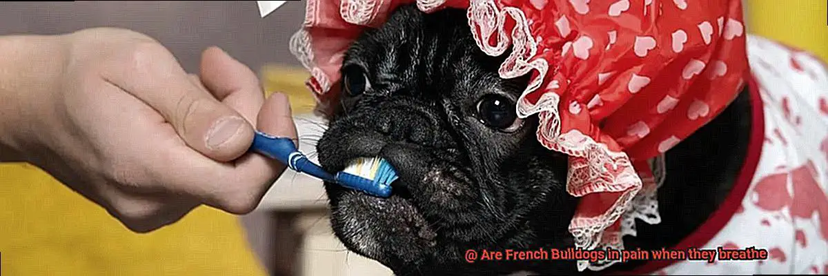 Are French Bulldogs in pain when they breathe-2