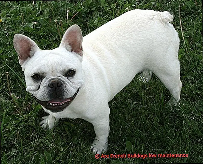 Are French Bulldogs low maintenance-8