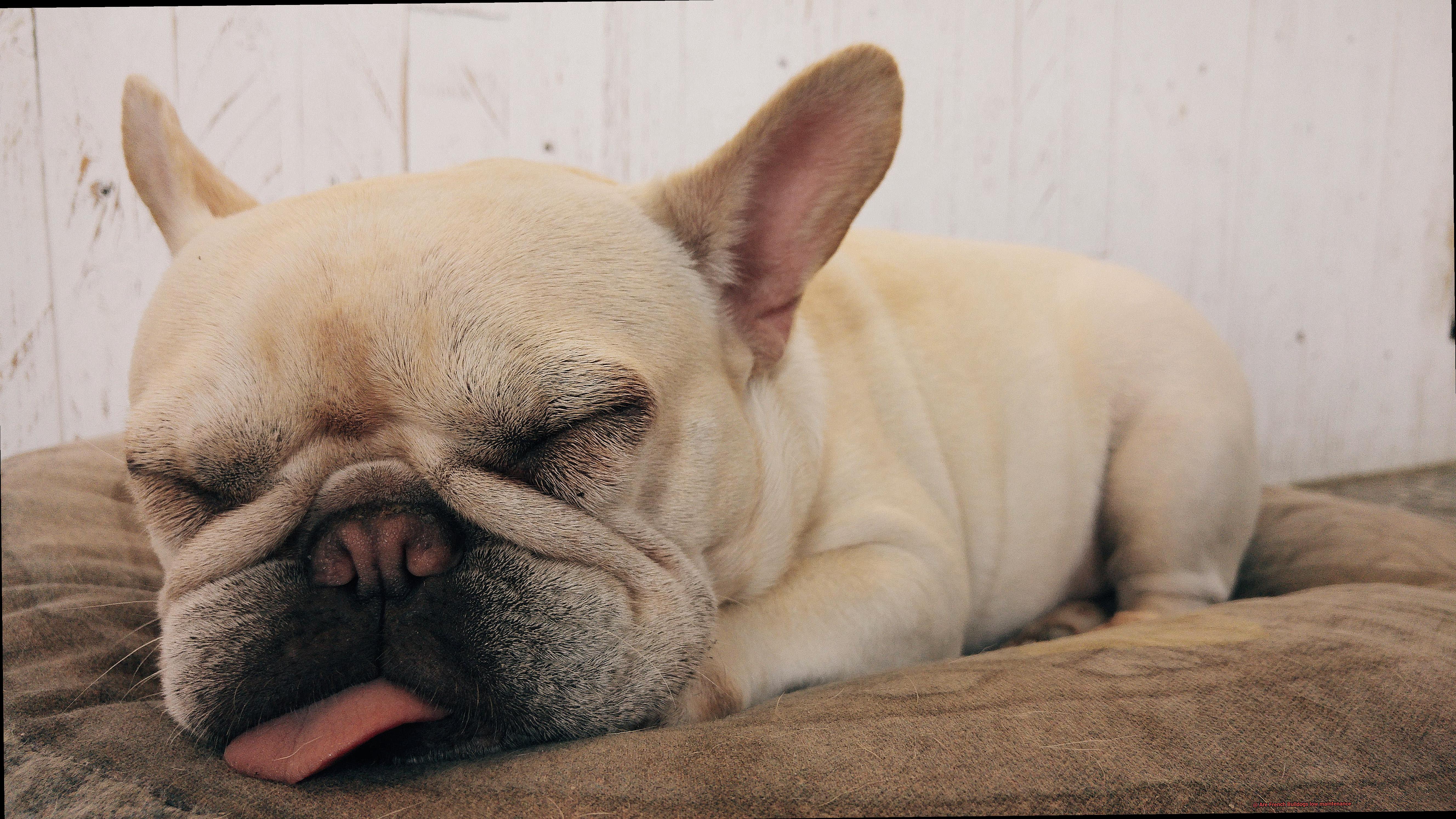 Are French Bulldogs low maintenance-7