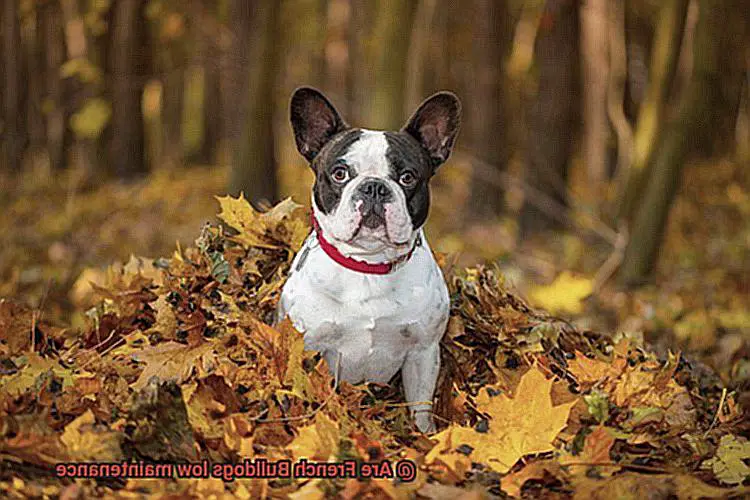 Are French Bulldogs low maintenance-10