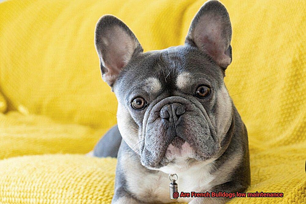 Are French Bulldogs low maintenance-4