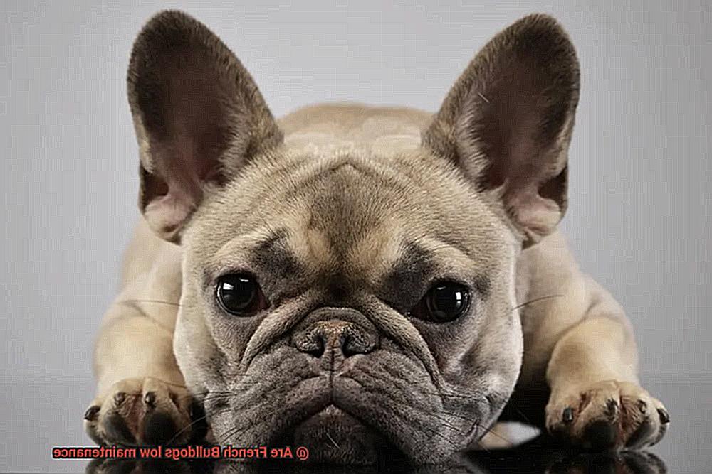 Are French Bulldogs low maintenance-5