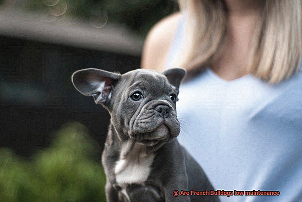 Are French Bulldogs low maintenance-2