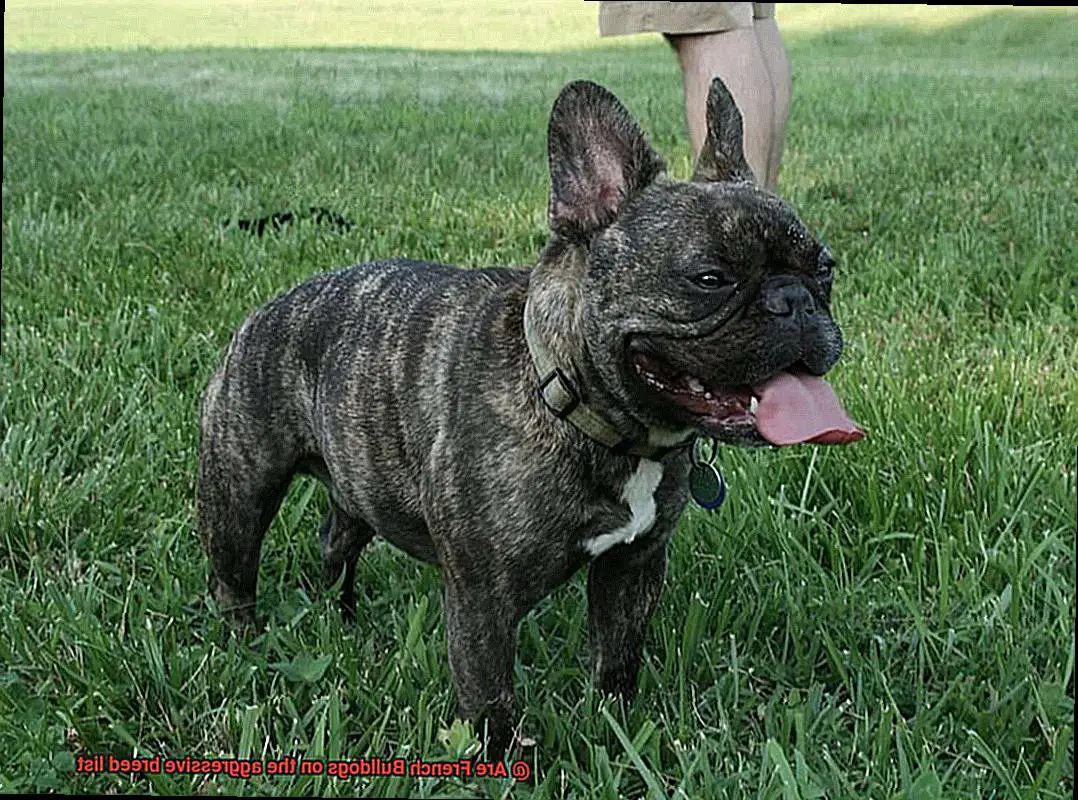 Are French Bulldogs on the aggressive breed list-5