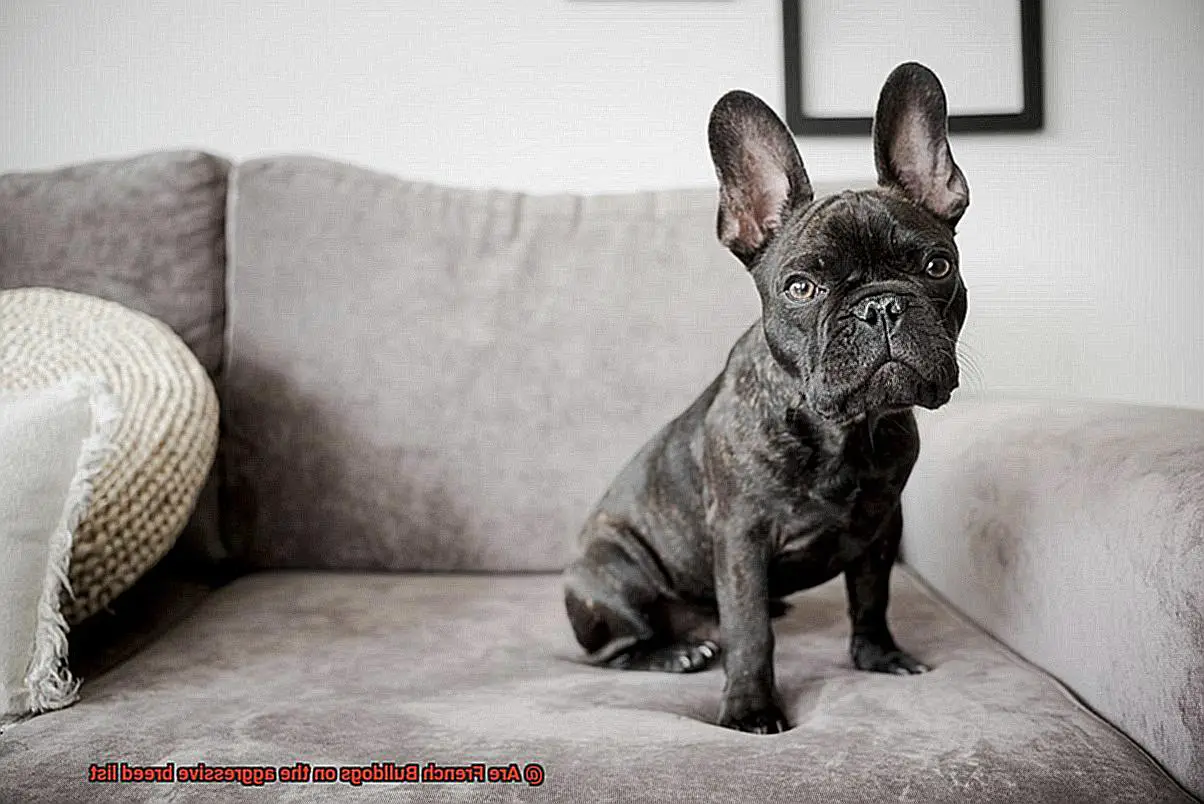 Are French Bulldogs on the aggressive breed list-6